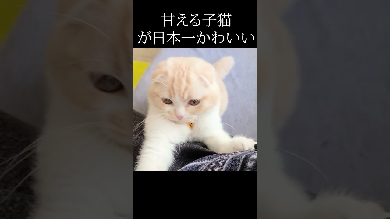 甘え方が、日本一かわいい猫がこちら...#猫 #shorts