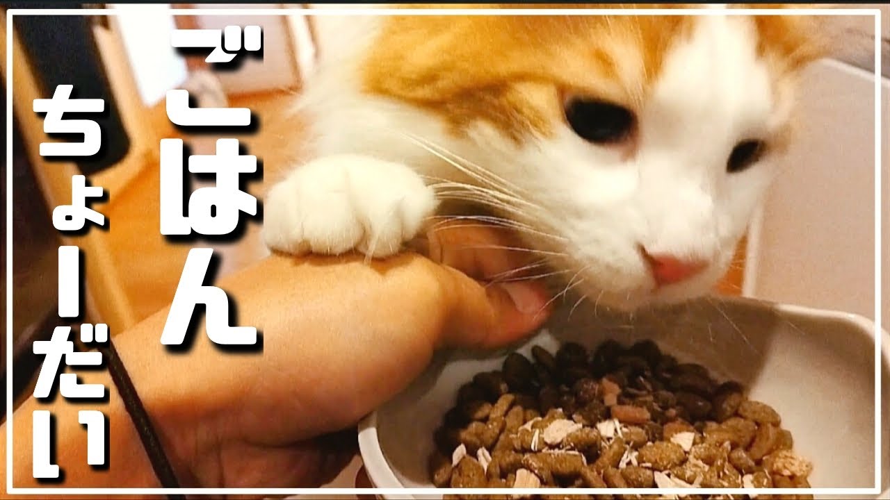 待ちに待った朝ご飯を無心で食べるメインクーン【大型長毛猫】Maine coon cat has breakfast innocently.