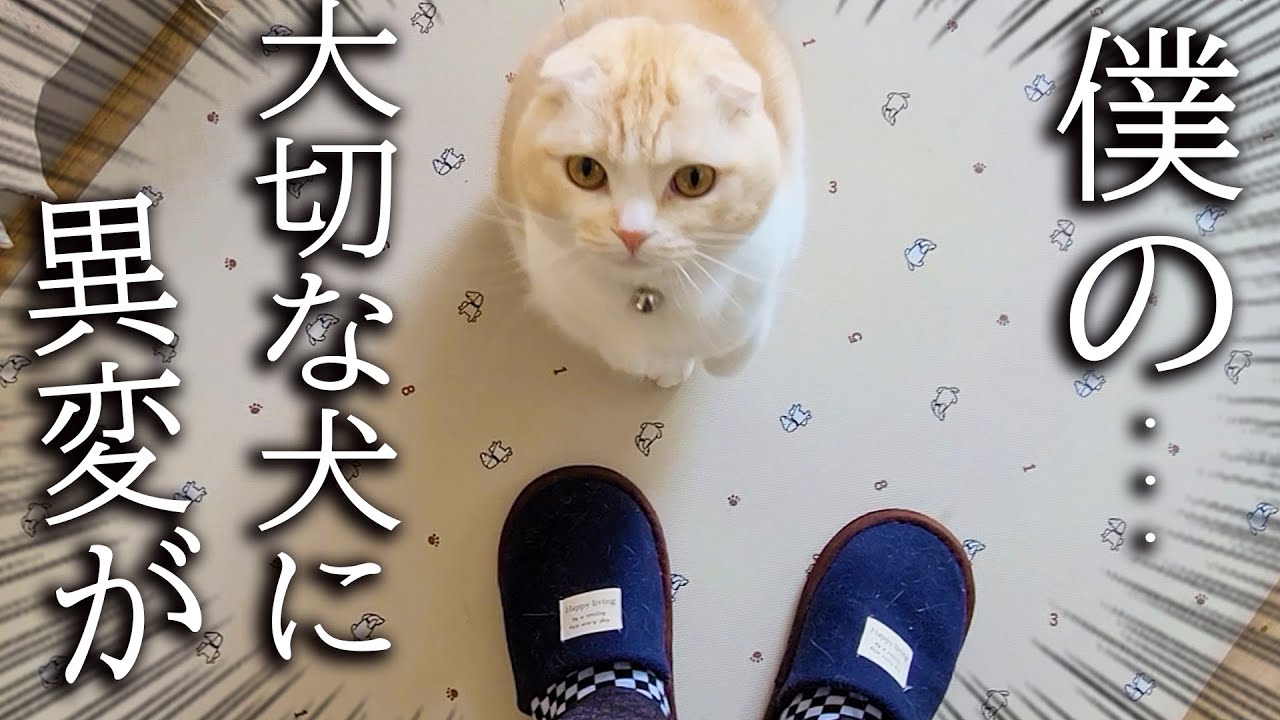 子猫がニャーニャー騒ぐのでついて行ってみると犬が...