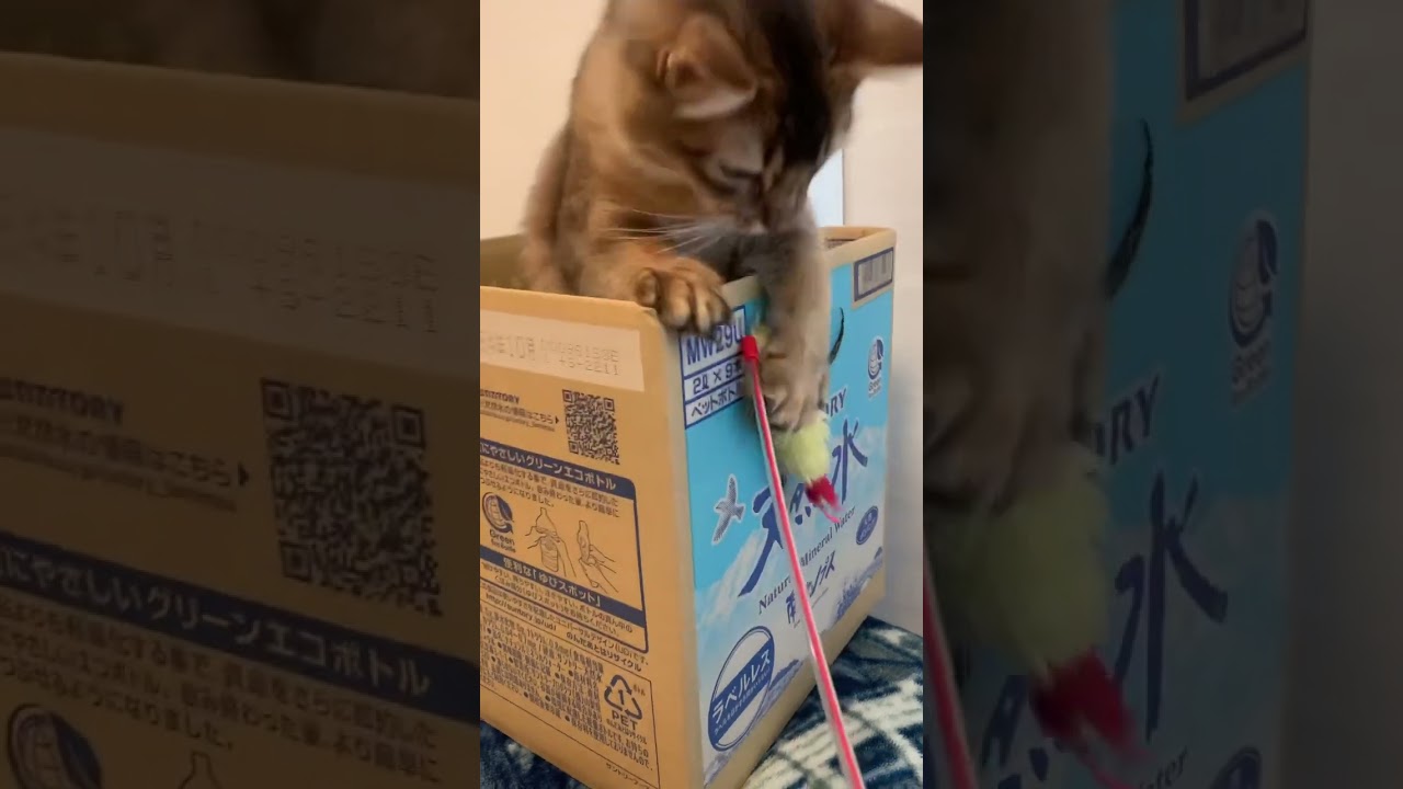 箱からはみでる顔がかわいいソマリ #猫の遊び  #しっぽ吸い #いやしねこ