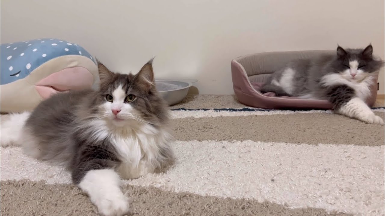 【そっくり❤︎】仲良し3にゃん組！ノルウェージャンフォレストキャット