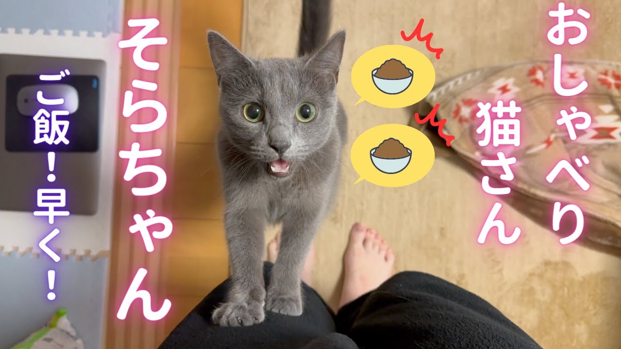 圧が凄い猫（ロシアンブルー）
