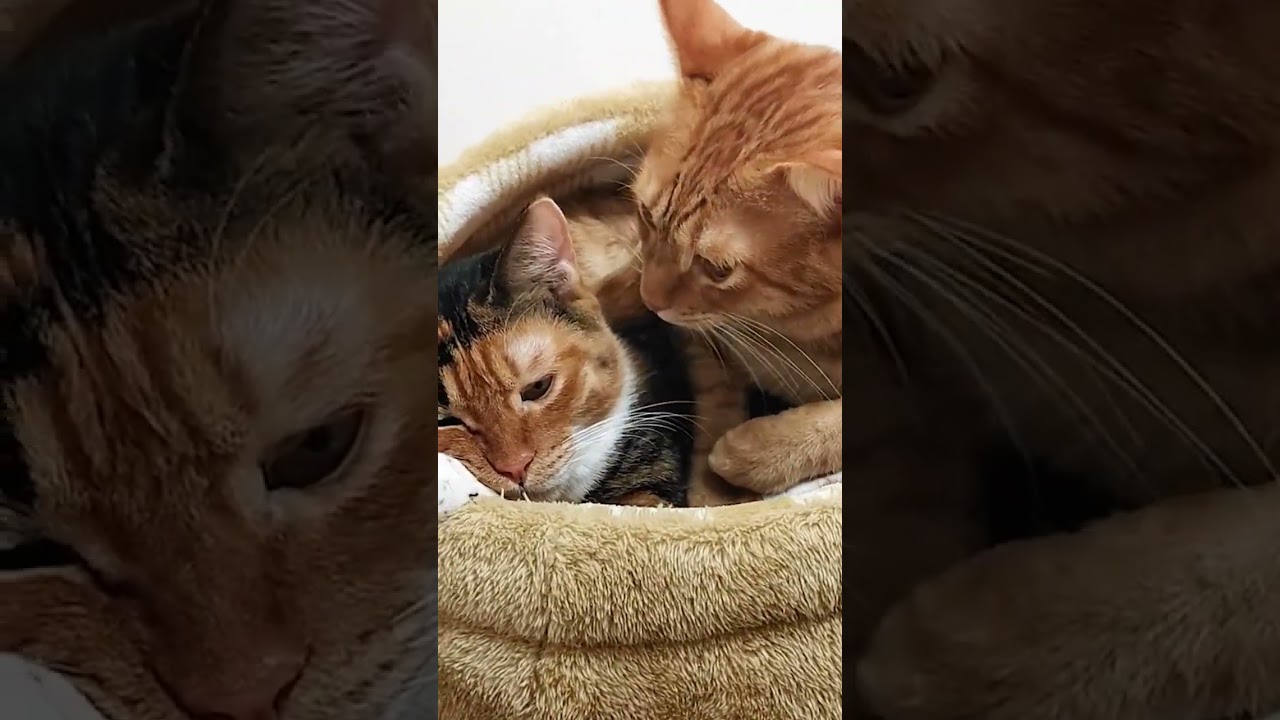 仲良しすぎる兄妹子猫★Sibling kittens that are too close together #shorts #short #子猫
