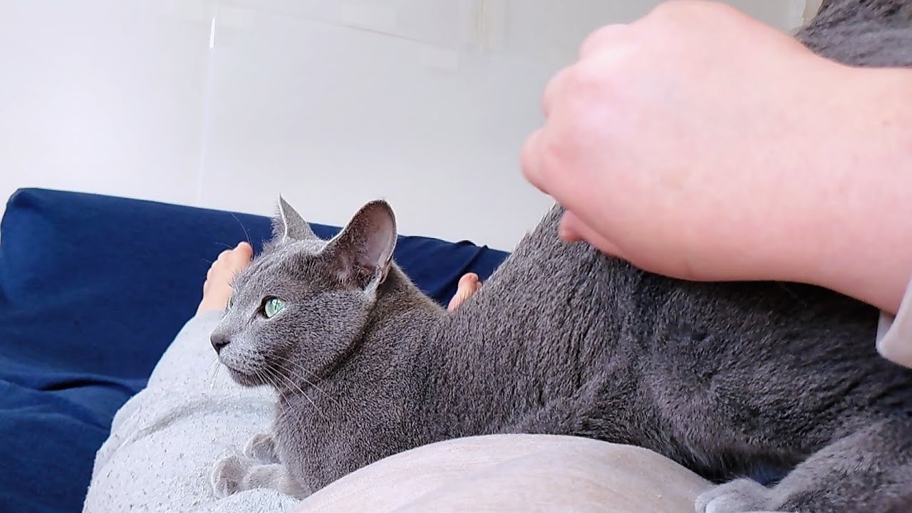 【猫動画】お尻がどんどん上がるロシアンブルー【russianbule】Russian blue whose buttocks rise steadily