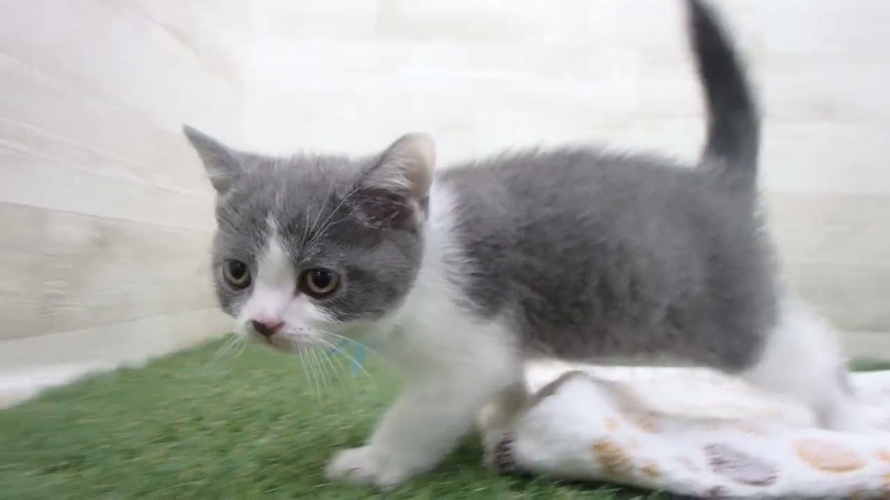 00612604 ブリティッシュショートヘアー