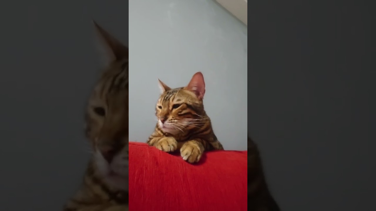 寝落ちしそうな猫の結末w【ベンガル猫』