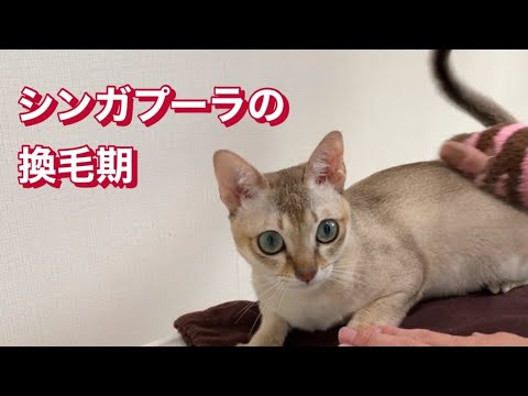 シンガプーラの換毛期ってこんなんです