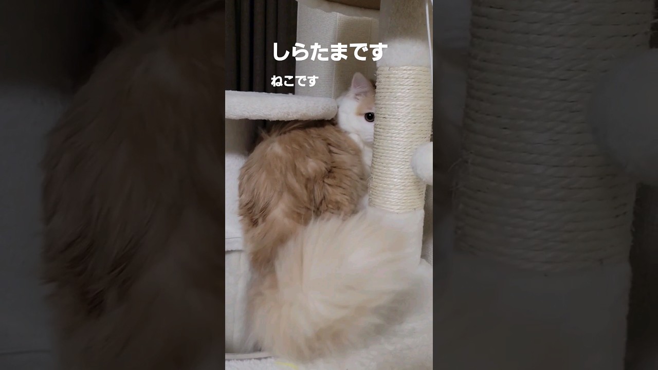 【子猫】ねこの手で良ければ… #ラガマフィン #cat #shorts #猫になりたい