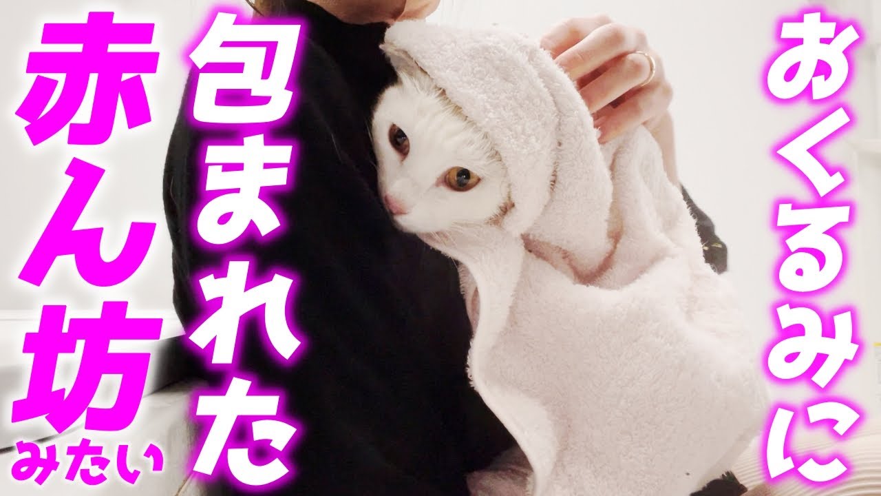 お風呂上りにタオルで包まれた庭子猫が赤ちゃんみたいで可愛すぎました…♡[三毛母猫の子猫]