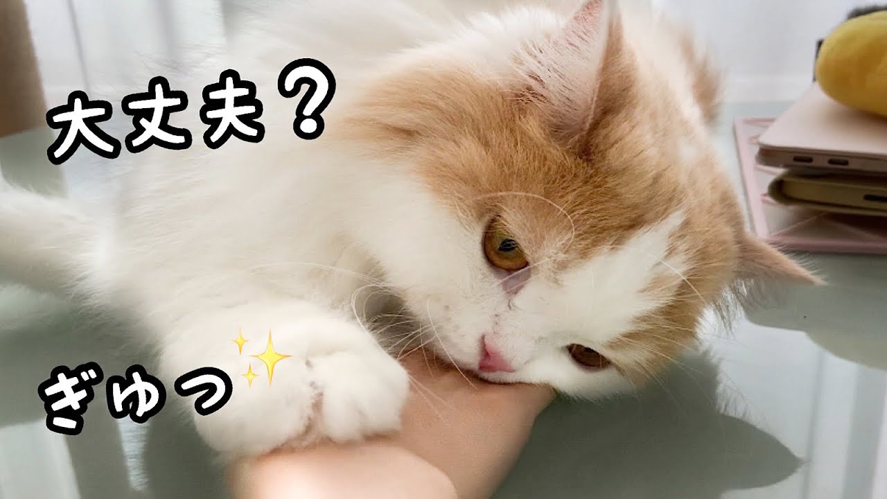 ワクチンで元気のない主に愛猫が神対応すぎました！