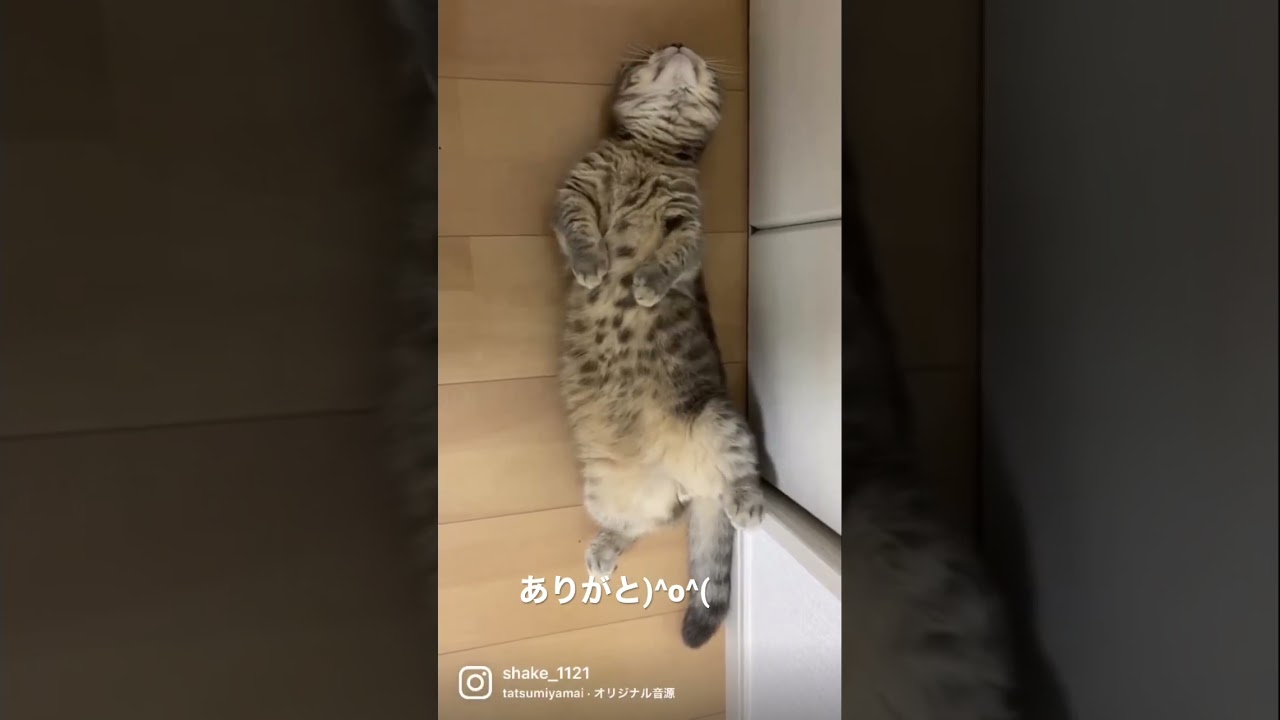 ごろごろする猫がこちら   #マンチカン #短足マンチカン #Shorts