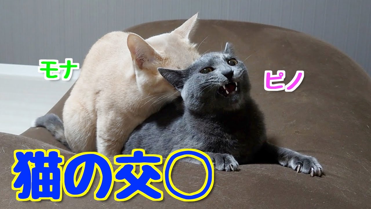 子猫さんたちが交尾をしました。