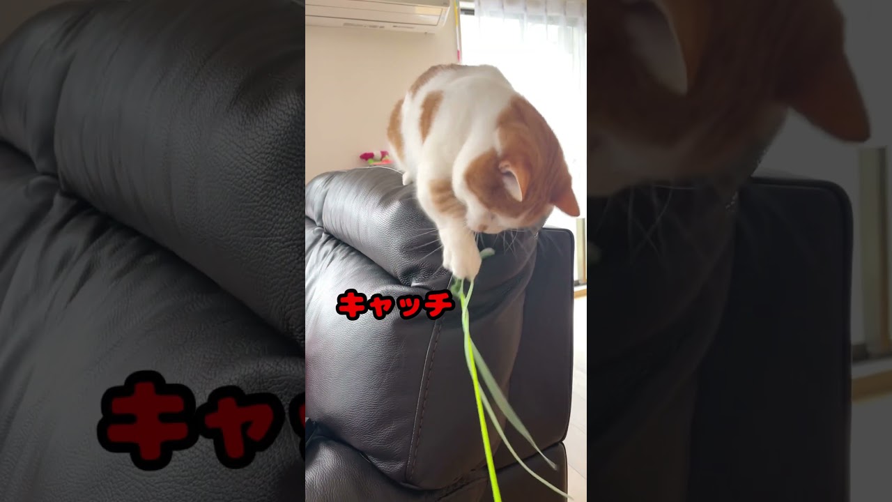 敗北のぷりけつ【短足マンチカン】 #munchkin #cat #shorts #637
