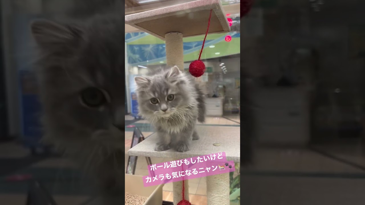 カメラが気になるラガマフィンの子猫くん