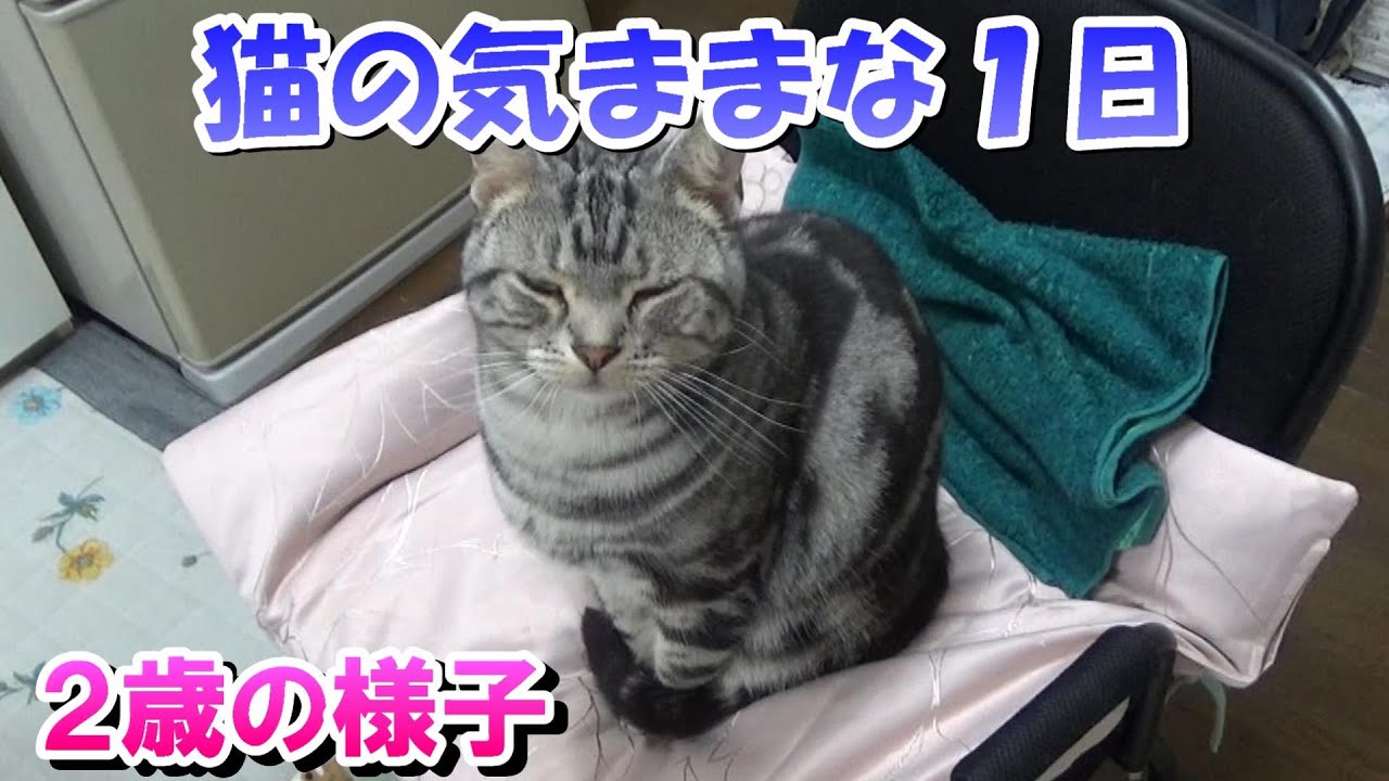 猫の気ままな一日ルーティン（アメリカンショートヘアのソラ２歳）