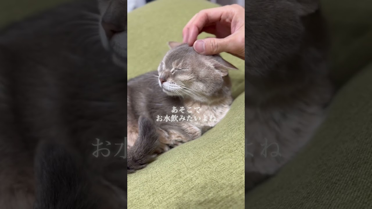 １４歳の大切な家族　#アビシニアン