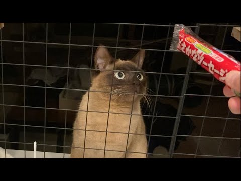 トンキニーズ 【2023/02/25】