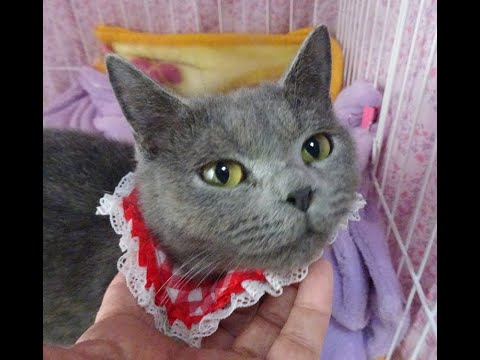 純血♪小柄なロシアンブルー♪アンちゃん 10カ月