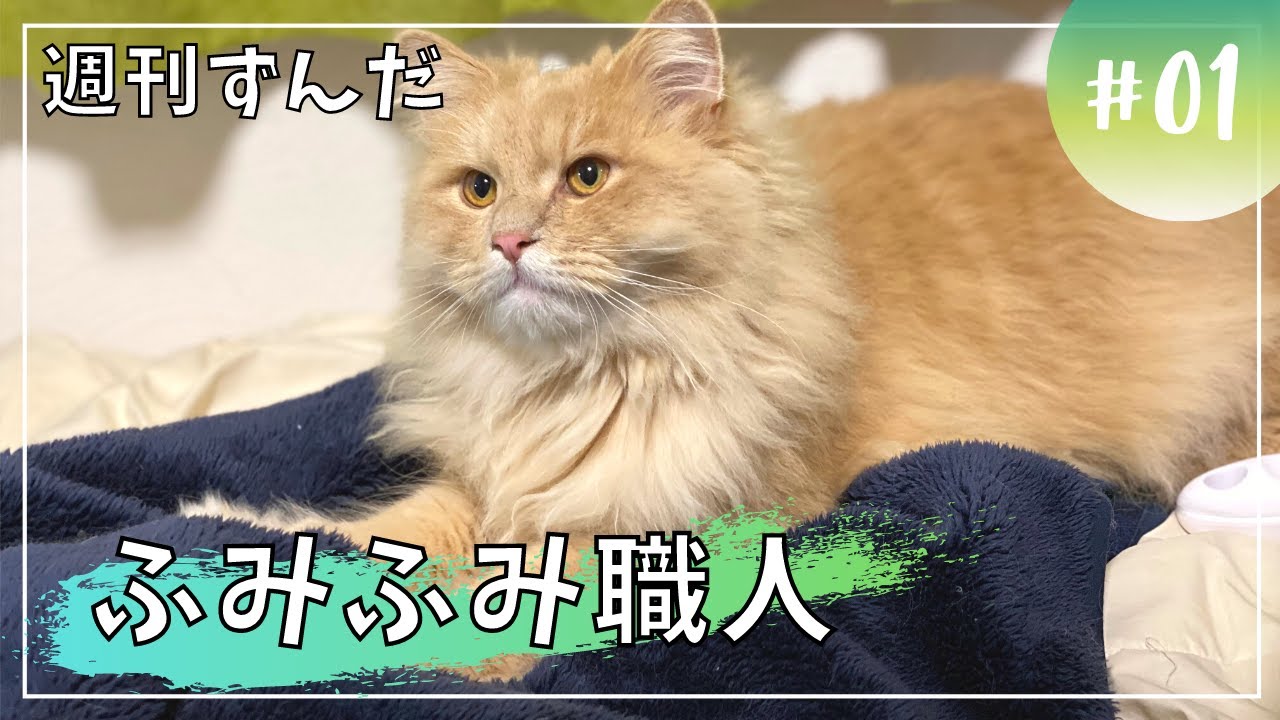 【週刊ずんだ１】ふみふみ職人！寝る前のルーティン【サイベリアン】