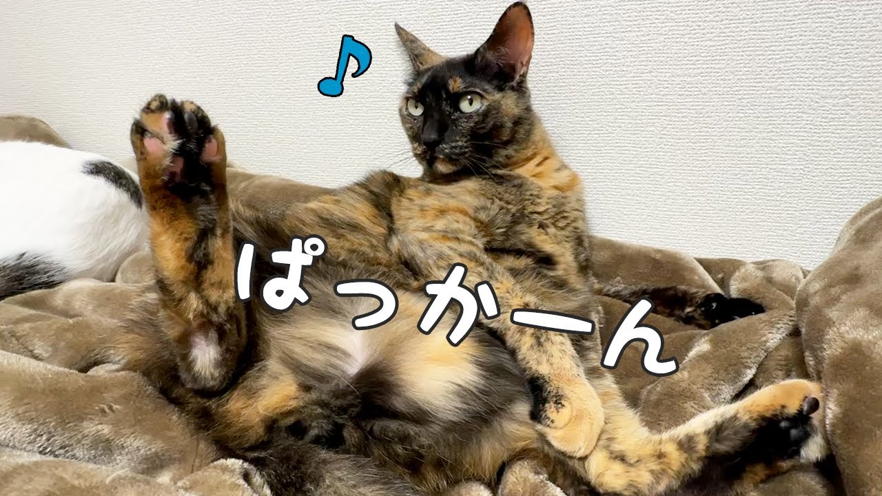 ついにモモっちもパッカーンするようになりました！！
