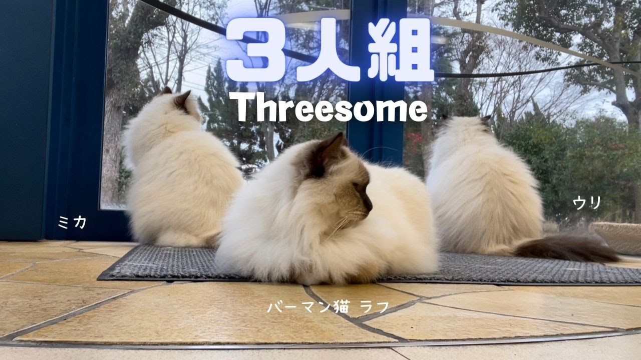 バーマン猫ミカとウリとラフ【３人組】Threesome（バーマン猫）Birman/Cat