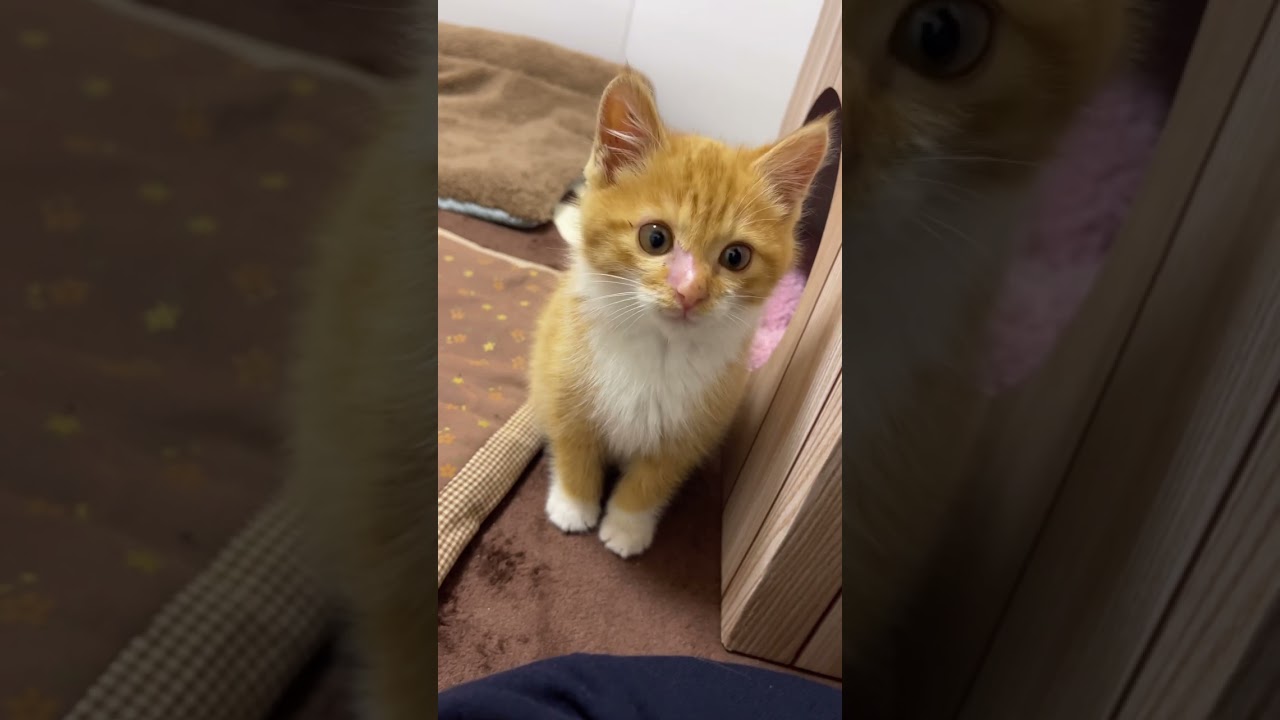 保護猫　お鼻が良くなってきてる子猫のココ