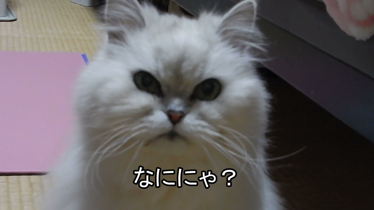20歳のペルシャ猫の鳴き声