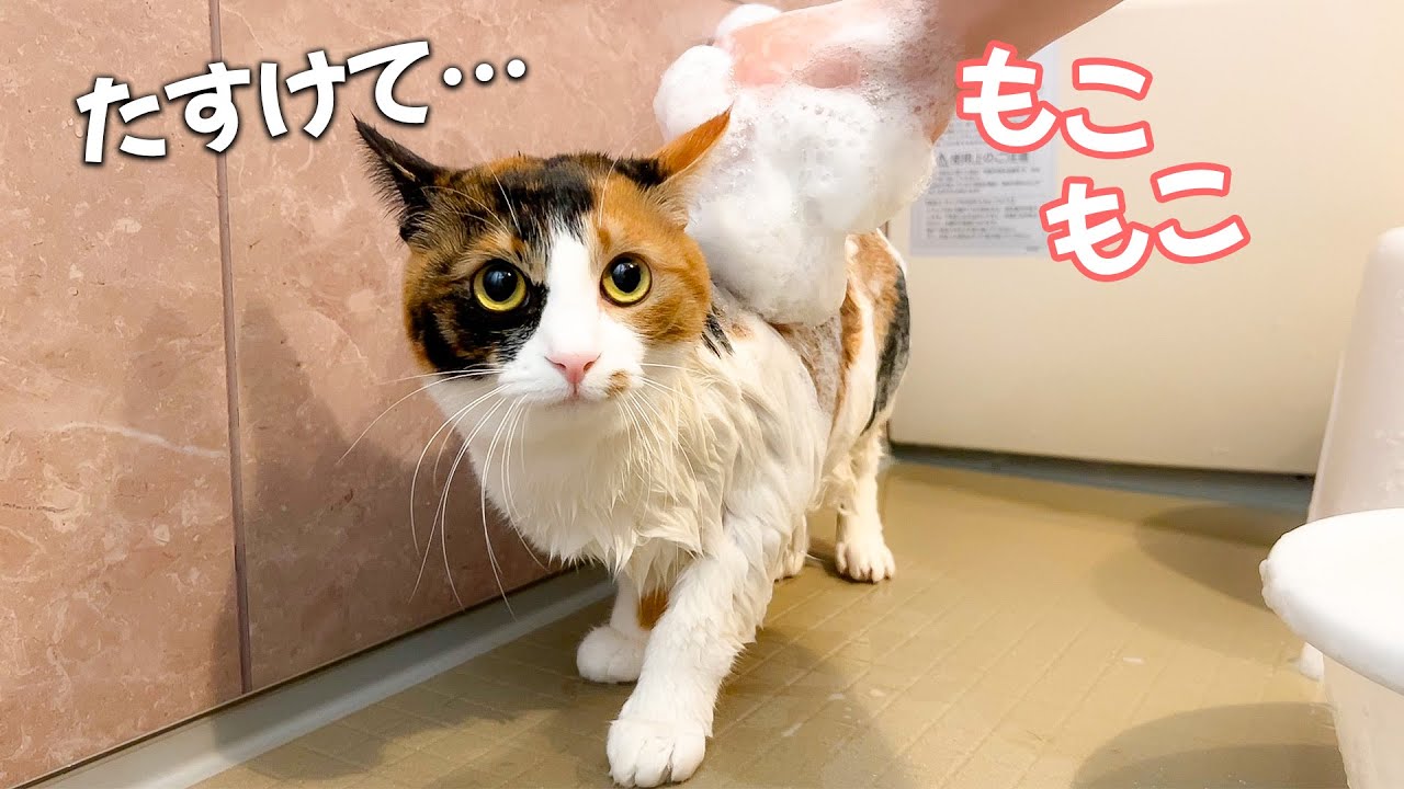 元気すぎるメス猫をお風呂で泡もこもこもこの刑に処します