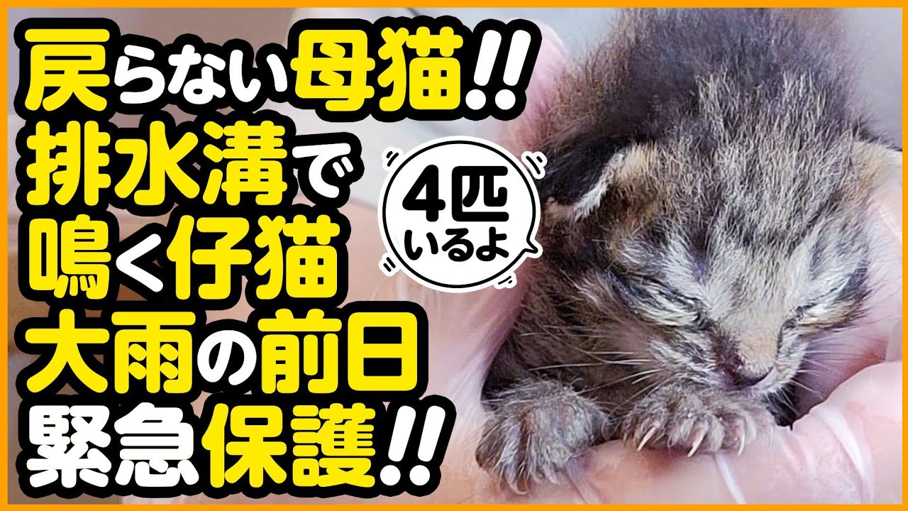 【子猫保護】側溝に取り残された4匹の子猫！天気予報は「大雨」...緊急保護しました