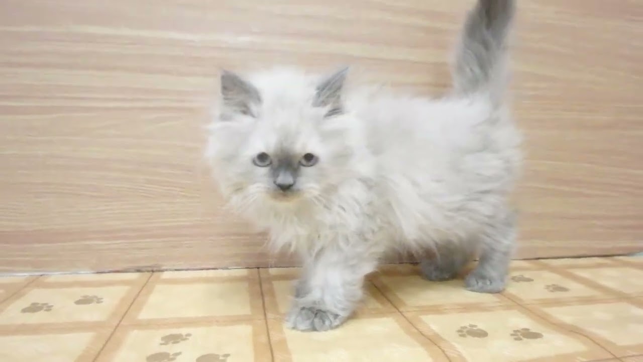 00621119 ヒマラヤン