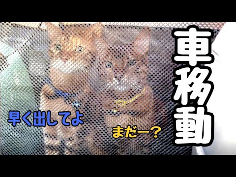 【猫とドライブ】車移動にご不満の猫軍団が可愛い