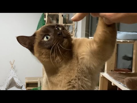 トンキニーズ 【2023/03/05】