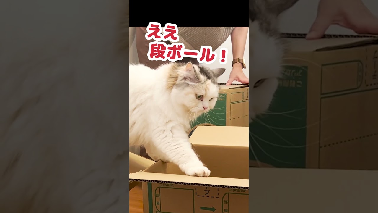 引越しの荷造りを邪魔しまくる猫  #Shorts