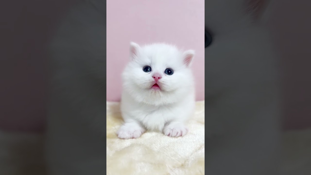 #マンチカン #子猫 #短足マンチカン #白猫 #shorts