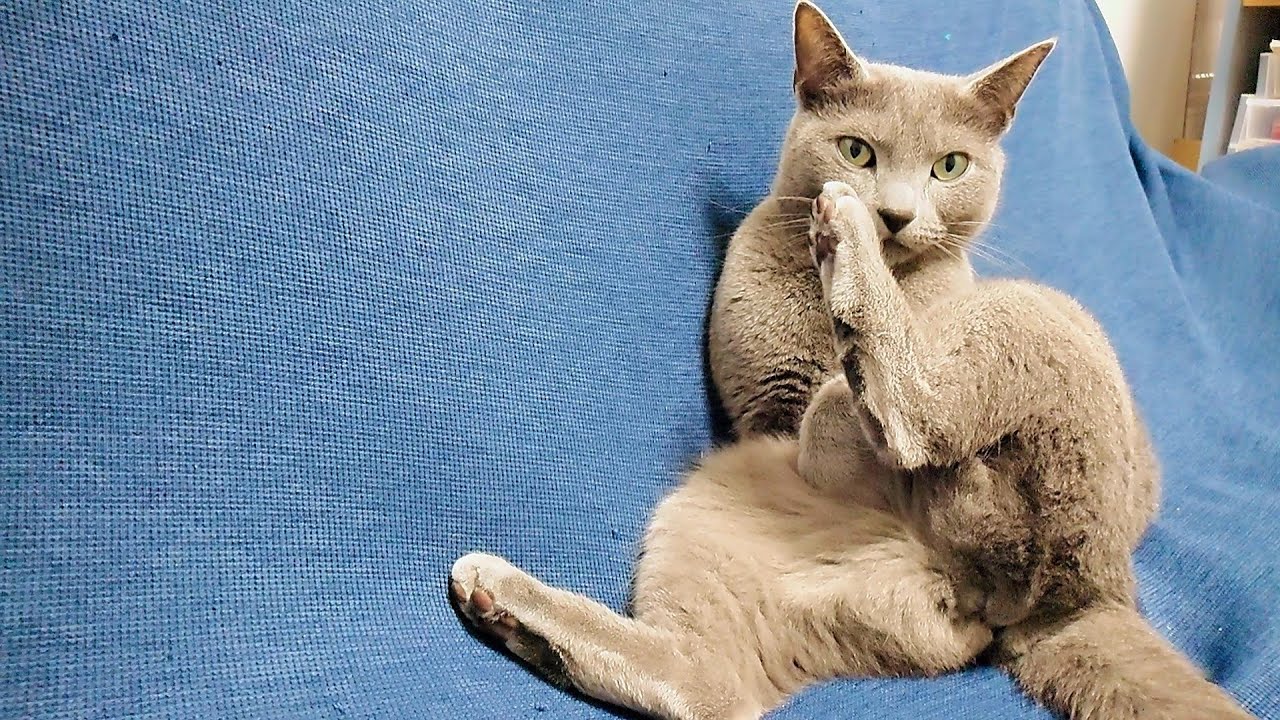 【猫動画】ソファーを独り占めするロシアンブルー【russianbule】Russian blue monopolizing the sofa