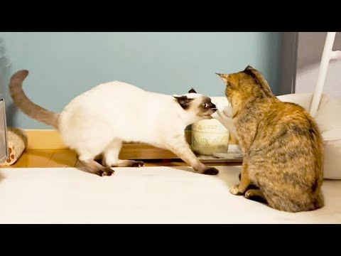 モノをため込むシャム猫（もどき）