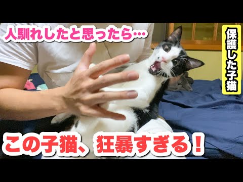 保護した子猫の本性が狂暴すぎて困ってます！！ｗｗ