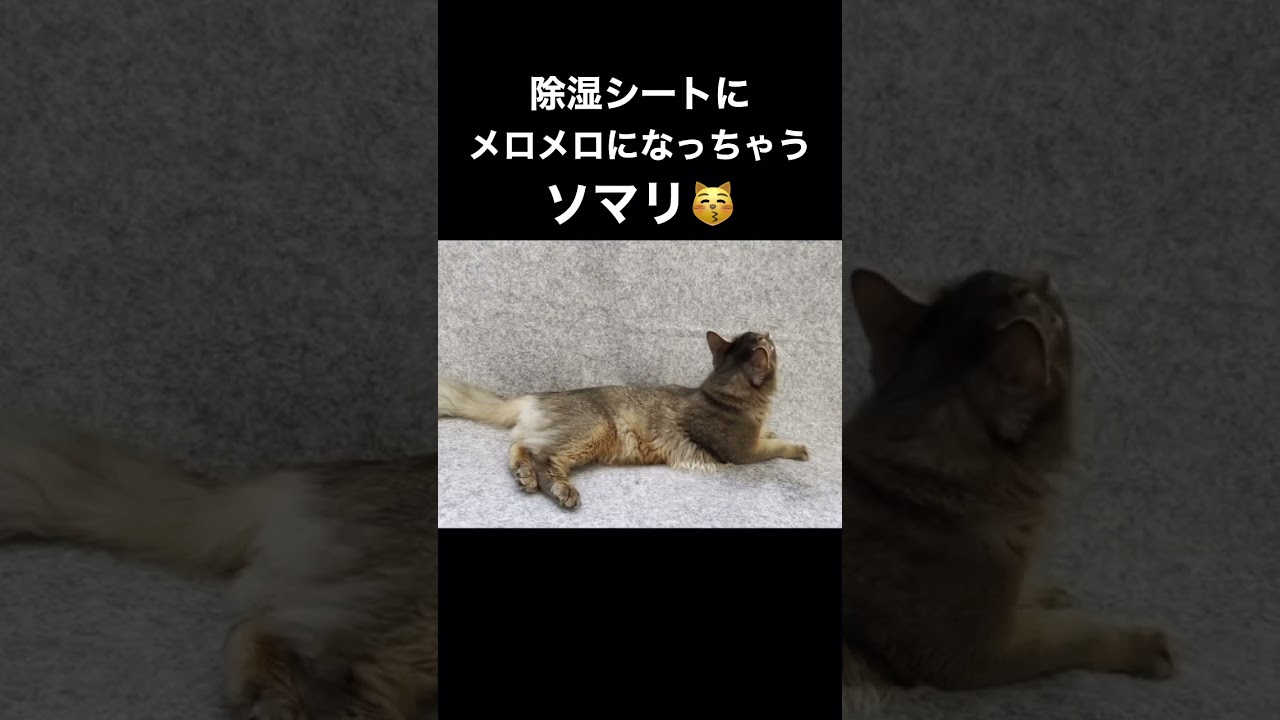 ソマリに除湿シートをあたえると...   #shorts