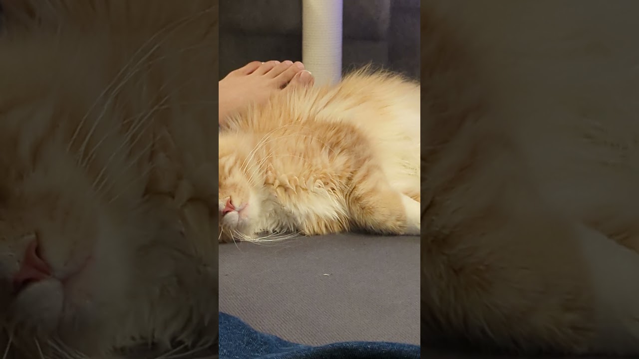 くっつきスヤスヤ猫｜メインクーン姉妹 #shorts
