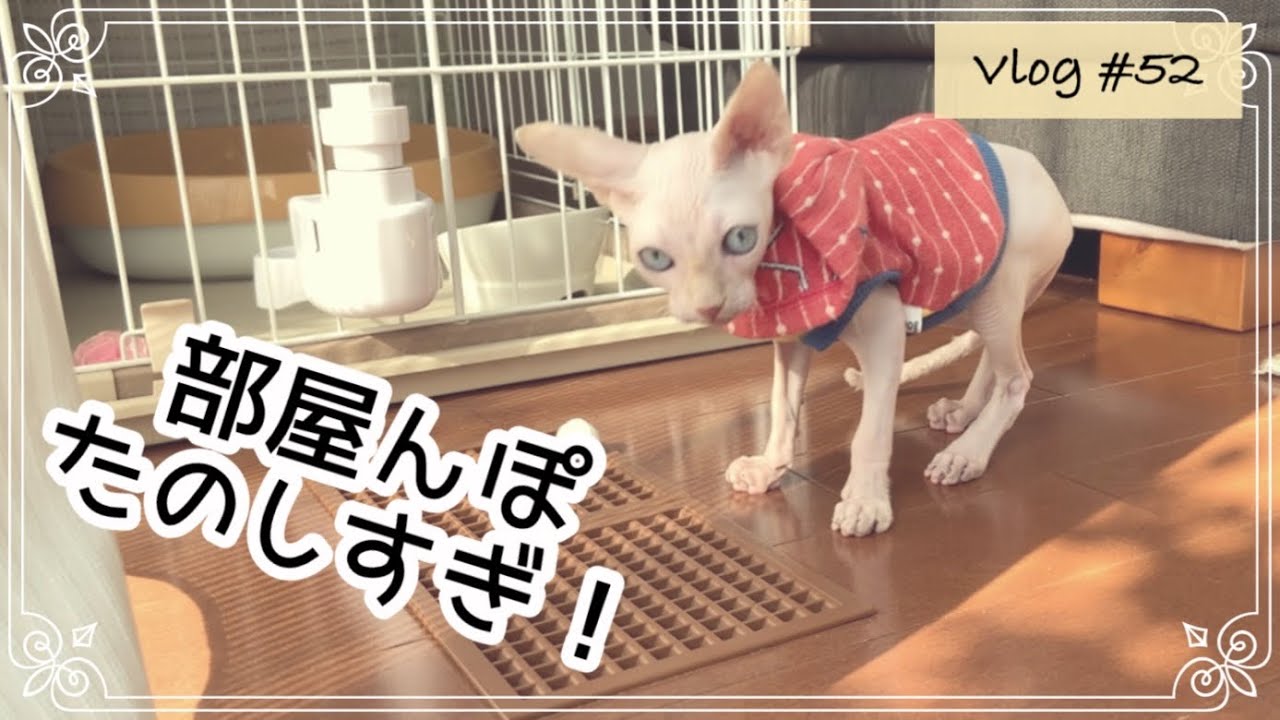 スフィンクス子猫をお迎えして数日でこのヤンチャぶり…～3日目編～