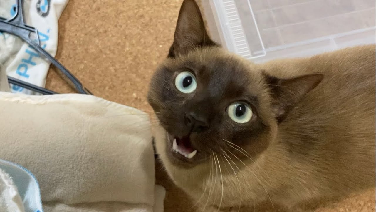 トンキニーズ 【2023/03/05】