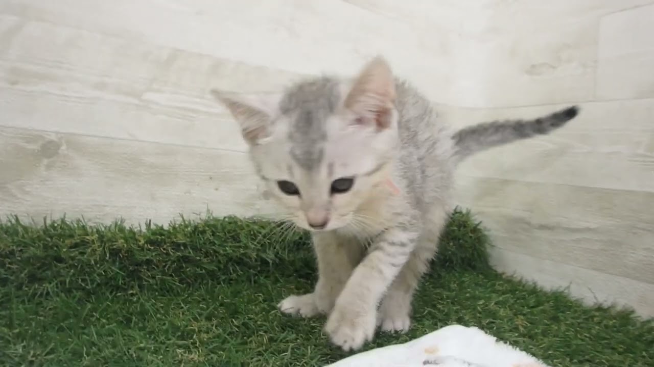 Coo&RIKU　No00622888 エジプシャンマウ