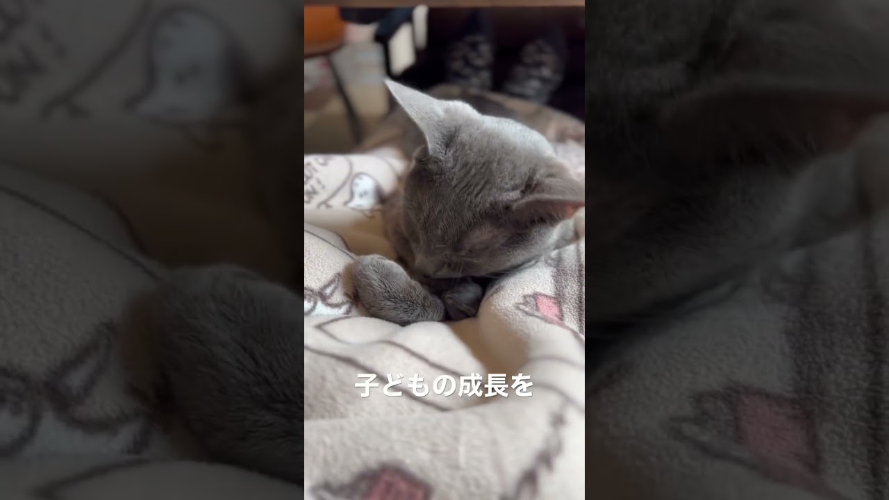生後11ヶ月ロシアンブルーの居眠り