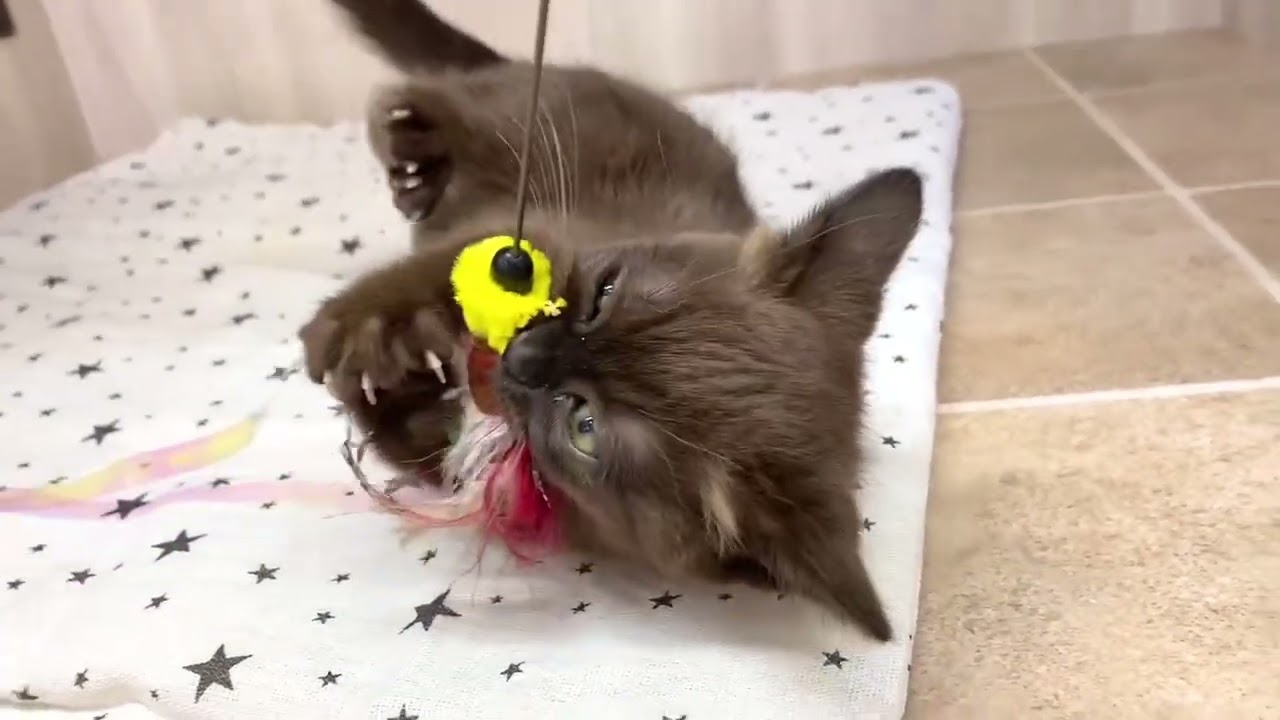 60149　バーミーズ