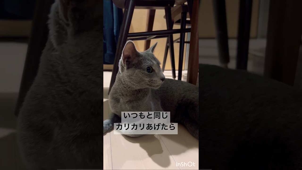 猫の育児帰宅編　#Shorts #ロシアンブルー　#ねこ　#ねこ動画　#cat #猫　#Russianblue