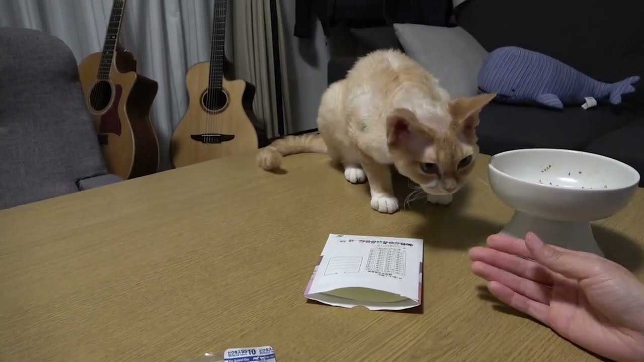 食べ物なら薬が混じっててもほしいデボン猫