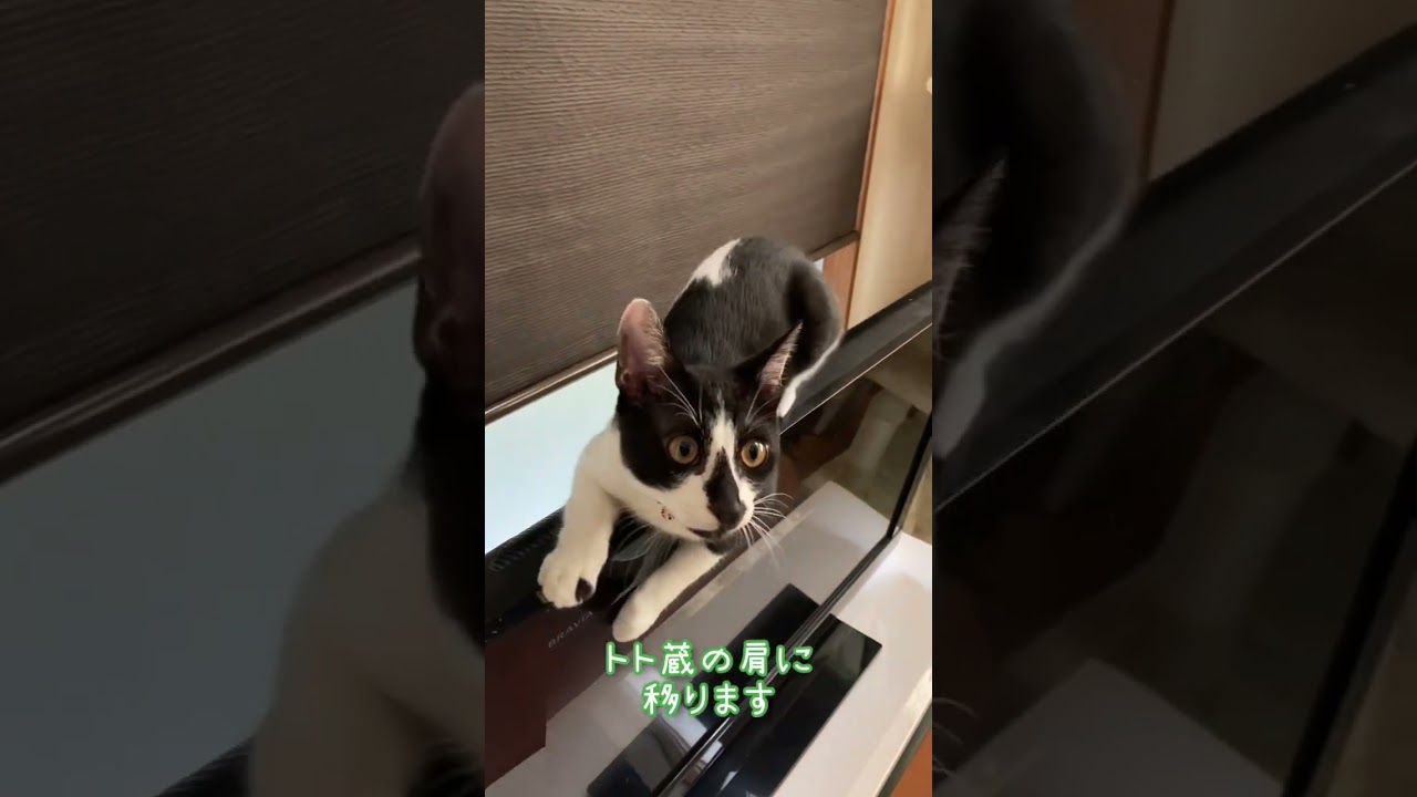 猫あるある😂 #子猫のいる生活 #保護猫 #rescuedcat #cat #子猫 #子猫成長記録 #猫のいる暮らし #猫好き #ねこのいる暮らし #kitten  #預かりボランティア