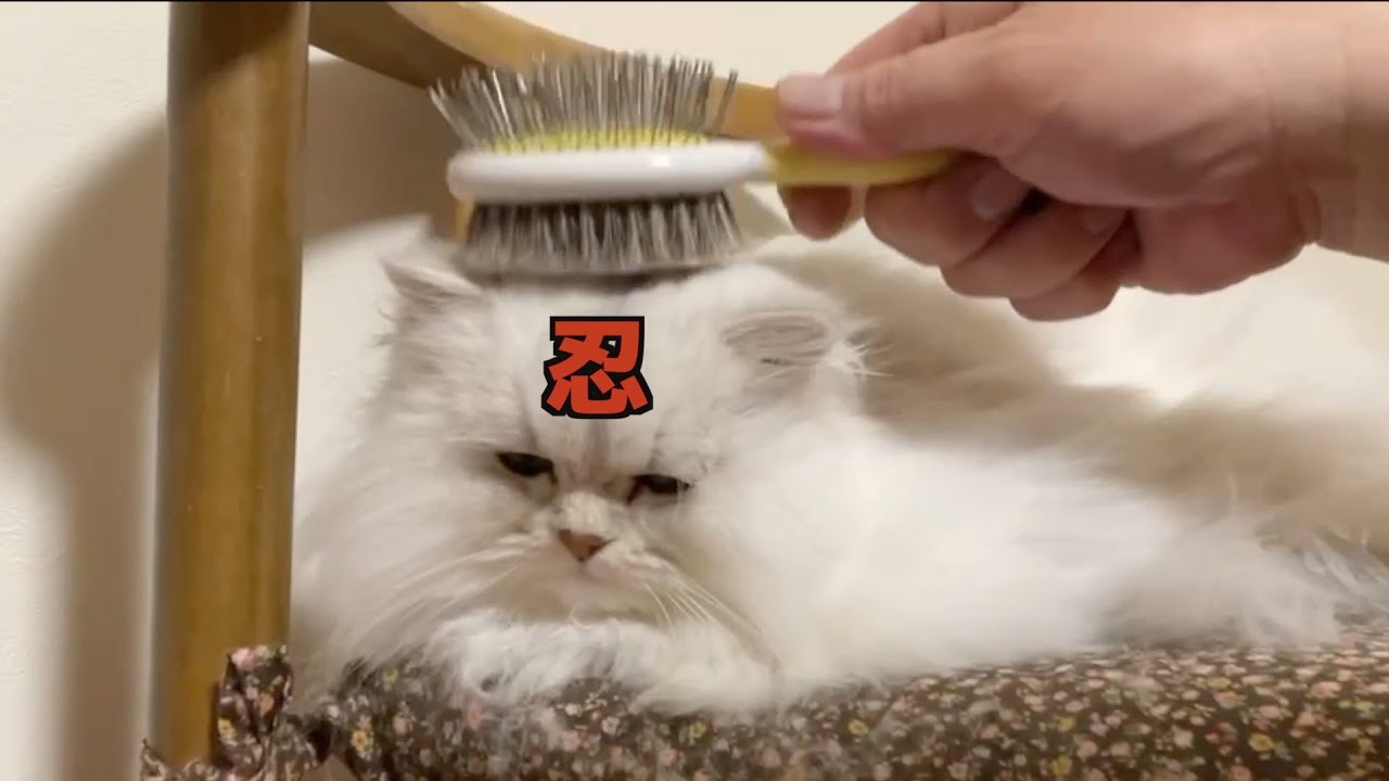 【ペルシャ猫】ペルシャ猫のブラッシング3ニャンズそれぞれ個性的😍なんでこんなに可愛いんやろ？