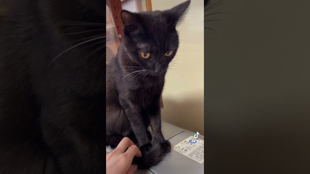 黒猫っていいな〜