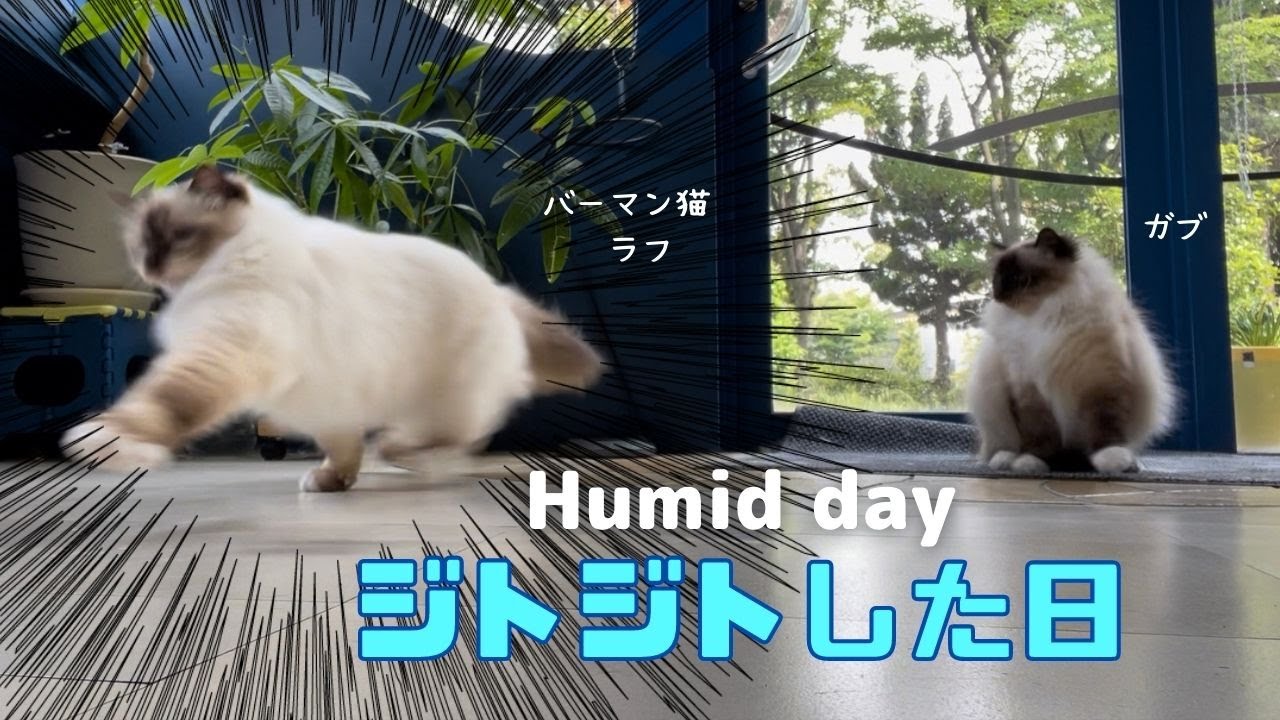 バーマン猫たちと遊ぼう【ジトジトした日】Humid day（バーマン猫）Birman/Cat